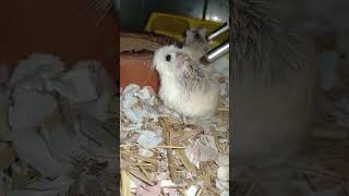 Small pets _ Roborovski hamster pets #shortvideo (3)