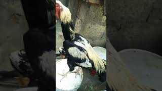 my pet animal ASeel #aseelvlogs #shorts #dailyvlog