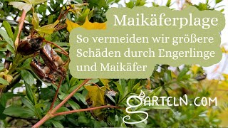 Maikäfer - Plage in unserer Region - so gehen wir damit um