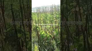 বন্যায় লাখ টাকা লস #viral #agriculture #farming #shorts