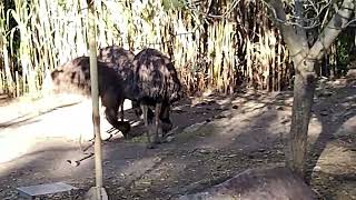 Ñandus libres en el Zoológico.