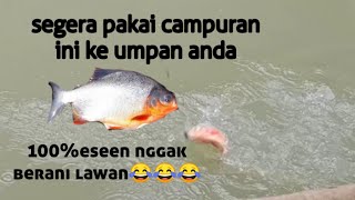 "Umpan peredam Essen buat bawal"umpan bawal harian paling jitu