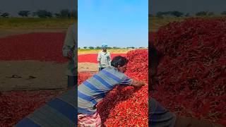 #chilli #agriculture #farmer #village #telangana