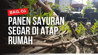 Berkebun Di Atap Rumah Sangat Menyenangkan - Cerita Berkebun Bag. 01