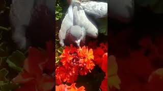 beautiful pigeon♨beauty follower♨#viral #shorts #youtube shorts video#trending#viral video#