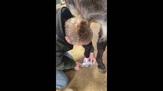 Donkey Hoof Abscess Soak and Boot - Part 4