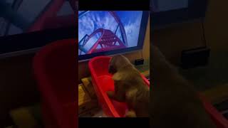 Take your dog on roller coaster