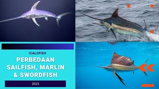 Perbedaan Sailfish Marlin Dan Swordfish