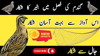 بٹیر کا شکار||Batair ki awaz||Quail voice for Hunting||@Bilalbirdsfarming