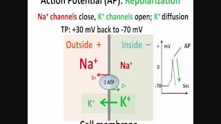 Neuron, Action Potential, Part 2: Depolarization, Repolarization, Hyperpolarization