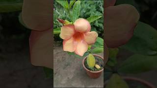 বাহারি ফুলের সৌন্দর্য /beauty of different flowers #shorts #flowers #subscribe