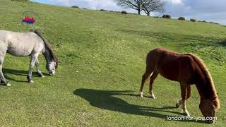 Cissbury Rings холм железного века