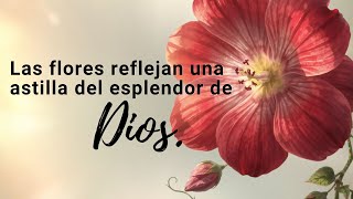 "Las flores reflejan una astilla del esplendor de Dios."🌷