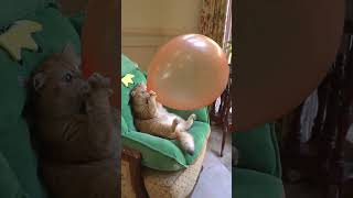 Cat and Balloon  #balloon #diy #balloondecoration #event #homedecor #gasballoon #helium