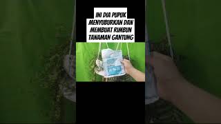 Ini dia pupuk membuat rimbun dan menyuburkan tanaman gantung #pupukorganikterbaik #pupukterbaik