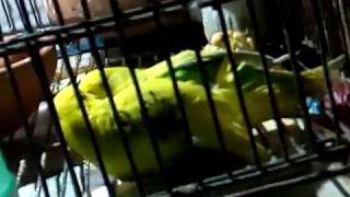 My Budgie mating best videos | Breeding |