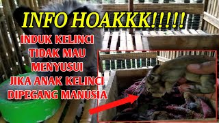 KATA SIAPA INDUK KELINCI TIDAK MAU MENYUSUSI JIKA ANAKNYA DIPEGANG MANUSIA