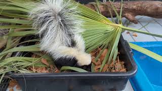 Foraging Enrichment - Striped Skunklings