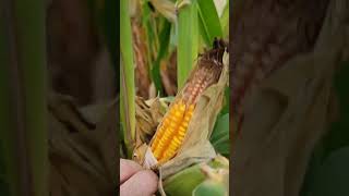 Traveling union electrician: walking a Illinois corn field 9/17/22