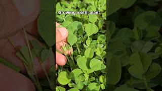 Methi Plant Growing | Fenugreek leaves #shorts #methileaves