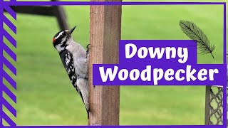 Bird Watching: Downy Woodpecker