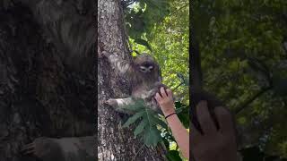 Cute Baby Sloth Finds Mom