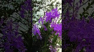 Violet color orchid flower growing on a host tree #shorts