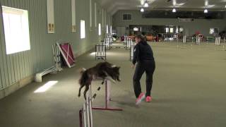 Tight Turns in Dog Agility...Video Three