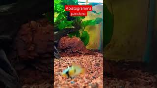 Apistogramma panduro #apistogramma #acuarismo #acuariofilia #aquariumhobby #aquascaping