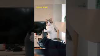 Funny Cats 🤣🤣🤣🤣🤣 #shorts #viral #funnycat #funnyvideo #funny #fun #amazing