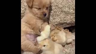 Puppy and ducklings