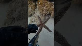 PESCA SUBMARINA ESTRELLA DE MAR LO QUE NO SE COME SE DEJA