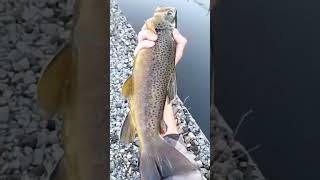 Giant Brown Trout out of Small River!! #shorts #subscribe #river #fish #browntrout #utahcounty