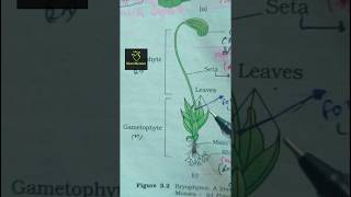 funaria| Bryophytes| ncert imp diagram| class 11th| #ncert #biology #neet2025 #aiims #imp diagram