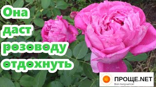 Роза (не)Кёльнер Флора - для самых ленивых розоводов!🌹 Поль Нерон? Луис Одьер? Жду помощи опытных!