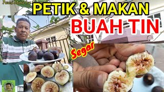 PETIK & MAKAN BUAH TIN SEGAR