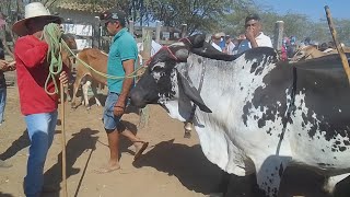 Feira de Gado de Tabira PE a Maior e Melhor em Pernambuco