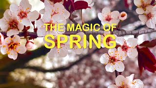 The Magic of Spring