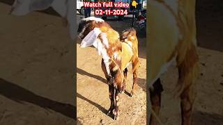 Ajmer Bakra Mandi live 02-11-2024 #goat #vlog #vlogs #livestock #ajmerbakrashaukeen #goatfarm