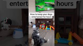 Keep your dog entertained for hours!!