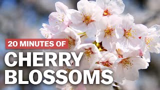 20 Minutes of Cherry Blossoms | japan-guide.com