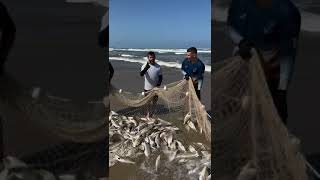 Corvina praia do sol laguna Santa Catarina.