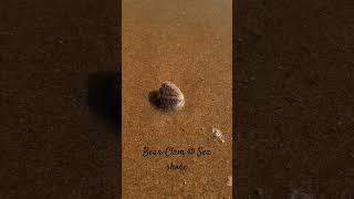 Live Bean Clam shell digging in to the sand @ Sea shore|#Shorts