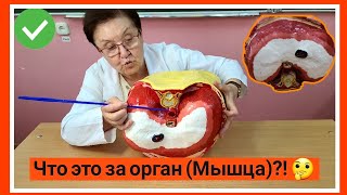 Что это за орган (мышца)?!🤔❤😍