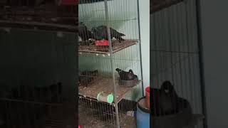 my pigeon Farm #bd #kabootar #fancy #kabootar #shortvideo #shorts #short #shortsyoutube