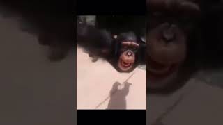 If you laughed you have to like!!! 👍 😆 #fyp #viral #short #funny #monkey