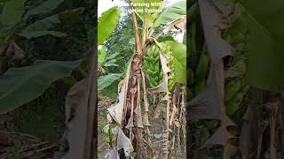 #Banana Farming With Drip Irrigation #केले की खेती टपक सिंचाई के द्वारा #vegetable farming #shorts