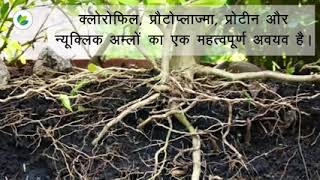 Plant mukhya posak tatva