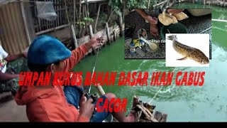 UMPAN KUKUS IKAN MAS || BAHAN DASAR IKAN GABUS || JUARA TOTAL BERSAMA D'GARUNG FISHING CLUB ||