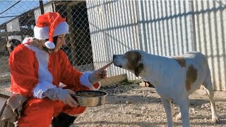 Christmas mood with our stray animals.